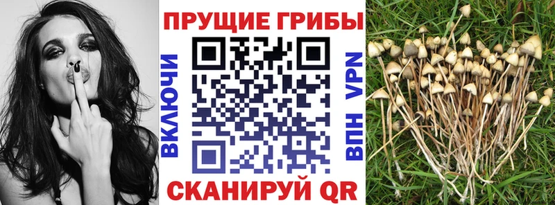 Галлюциногенные грибы Psilocybe  ссылка на мегу сайт  Починок 